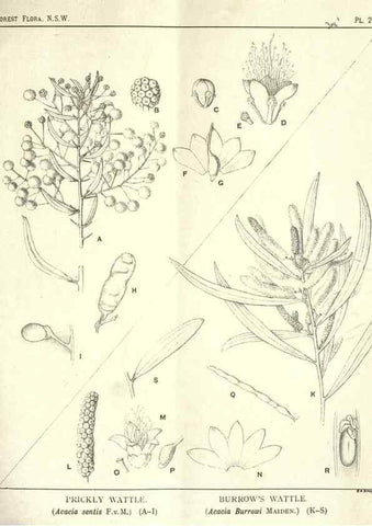Reproducción/Reproduction 39966228223: The forest flora of New South Wales /. Sydney :W. A. Gullick,1902-1925.. 