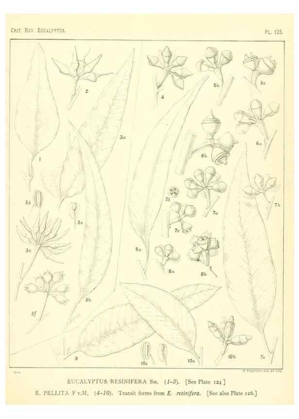 Reproducción/Reproduction 46305776904: A critical revision of the genus Eucalyptus,. Sydney,Gullick,1903-33.. 