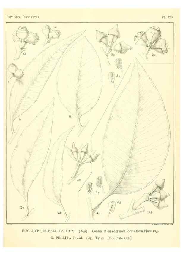 Reproducción/Reproduction 32088272607: A critical revision of the genus Eucalyptus,. Sydney,Gullick,1903-33.. 