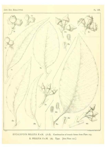Reproducción/Reproduction 32088272607: A critical revision of the genus Eucalyptus,. Sydney,Gullick,1903-33.. 