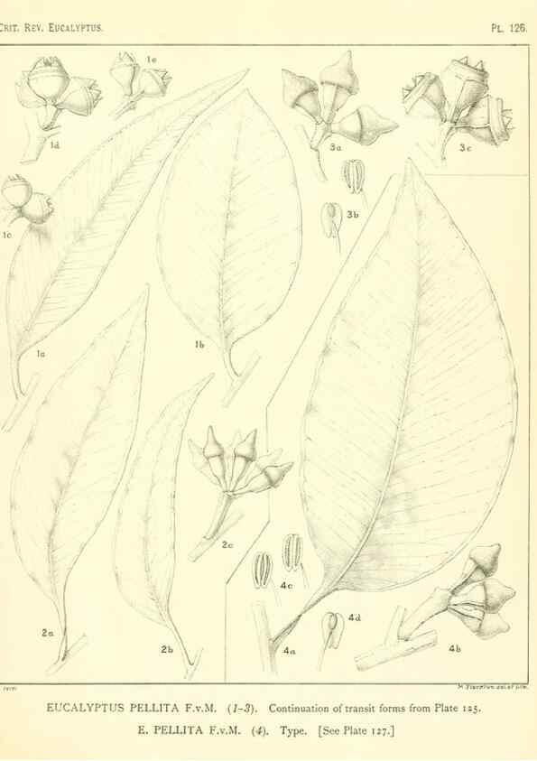 Reproducción/Reproduction 32088272607: A critical revision of the genus Eucalyptus,. Sydney,Gullick,1903-33.. 