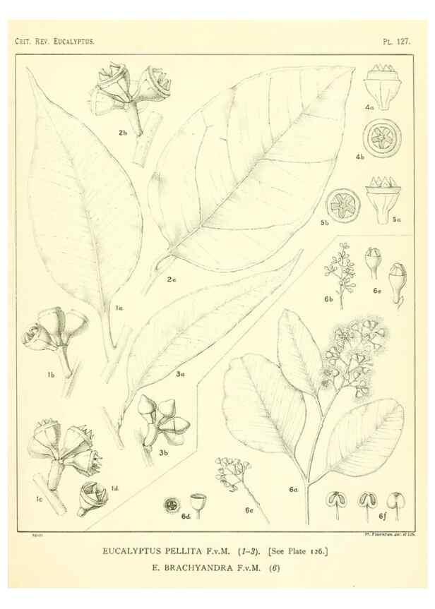 Reproducción/Reproduction 46116128015: A critical revision of the genus Eucalyptus,. Sydney,Gullick,1903-33.. 