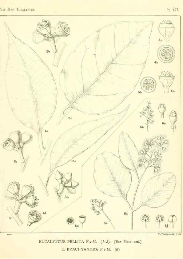 Reproducción/Reproduction 46116128015: A critical revision of the genus Eucalyptus,. Sydney,Gullick,1903-33.. 