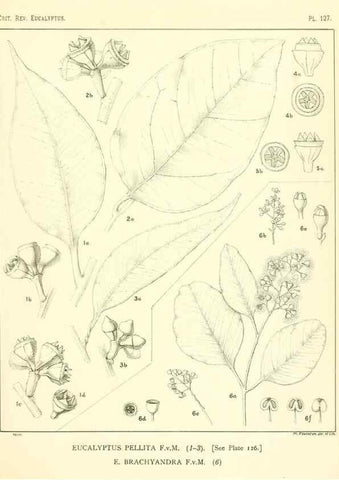 Reproducción/Reproduction 46116128015: A critical revision of the genus Eucalyptus,. Sydney,Gullick,1903-33.. 