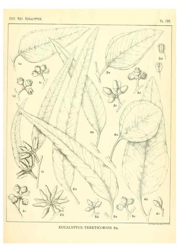 Reproducción/Reproduction 46148550735: A critical revision of the genus Eucalyptus,. Sydney,Gullick,1903-33.. 