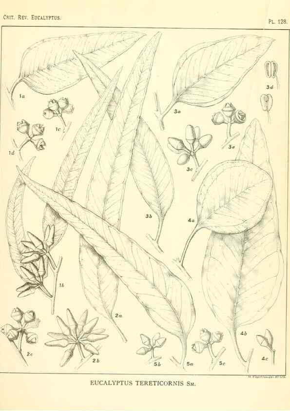 Reproducción/Reproduction 46148550735: A critical revision of the genus Eucalyptus,. Sydney,Gullick,1903-33.. 