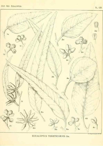 Reproducción/Reproduction 46148550735: A critical revision of the genus Eucalyptus,. Sydney,Gullick,1903-33.. 