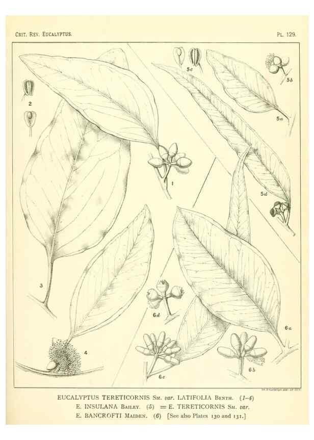 Reproducción/Reproduction 47062284701: A critical revision of the genus Eucalyptus,. Sydney,Gullick,1903-33.. 
