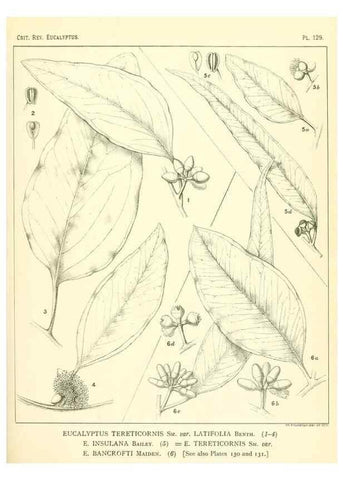 Reproducción/Reproduction 47062284701: A critical revision of the genus Eucalyptus,. Sydney,Gullick,1903-33.. 
