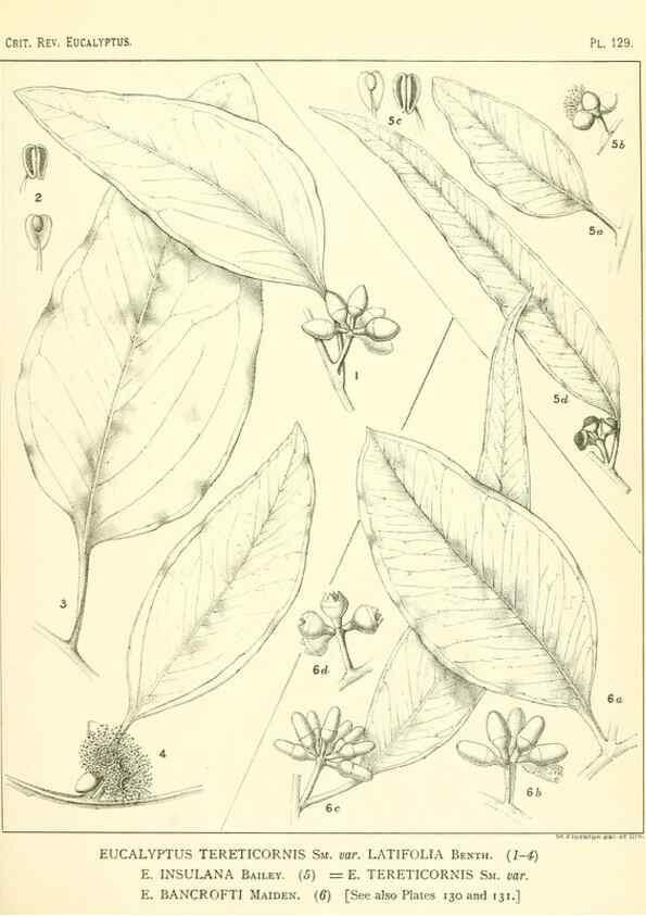 Reproducción/Reproduction 47062284701: A critical revision of the genus Eucalyptus,. Sydney,Gullick,1903-33.. 