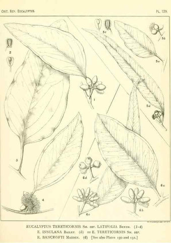 Reproducción/Reproduction 47062284701: A critical revision of the genus Eucalyptus,. Sydney,Gullick,1903-33.. 