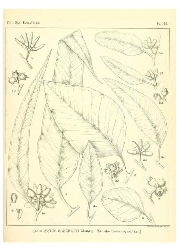 Reproducción/Reproduction 46338351724: A critical revision of the genus Eucalyptus,. Sydney,Gullick,1903-33.. 