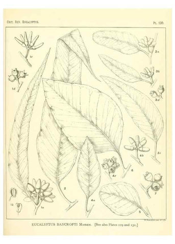 Reproducción/Reproduction 46338351724: A critical revision of the genus Eucalyptus,. Sydney,Gullick,1903-33.. 