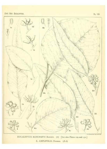 Reproducción/Reproduction 46338352844: A critical revision of the genus Eucalyptus,. Sydney,Gullick,1903-33.. 