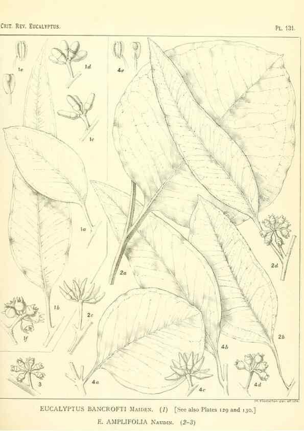 Reproducción/Reproduction 46338352844: A critical revision of the genus Eucalyptus,. Sydney,Gullick,1903-33.. 