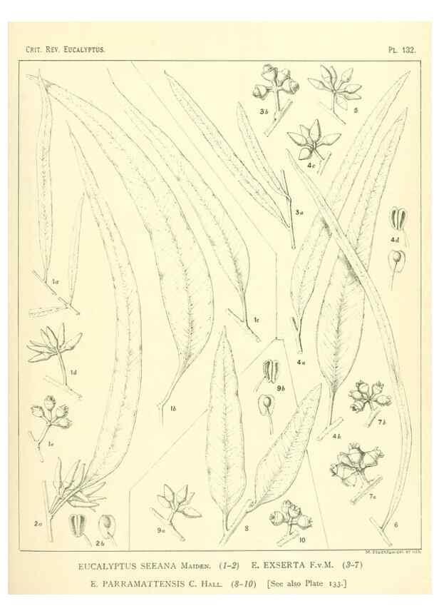Reproducción/Reproduction 46148553745: A critical revision of the genus Eucalyptus,. Sydney,Gullick,1903-33.. 