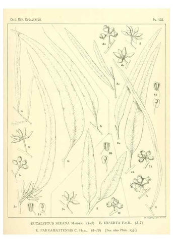 Reproducción/Reproduction 46148553745: A critical revision of the genus Eucalyptus,. Sydney,Gullick,1903-33.. 