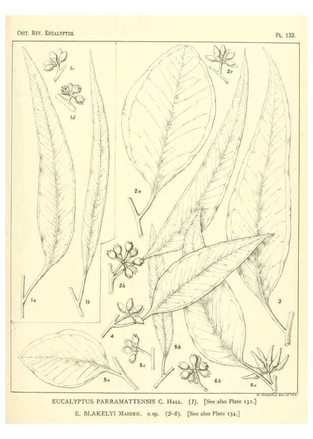 Reproducción/Reproduction 46148554525: A critical revision of the genus Eucalyptus,. Sydney,Gullick,1903-33.. 