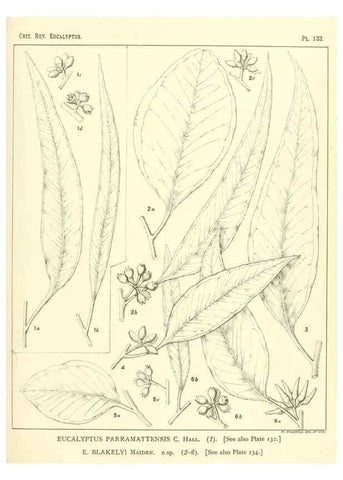 Reproducción/Reproduction 46148554525: A critical revision of the genus Eucalyptus,. Sydney,Gullick,1903-33.. 