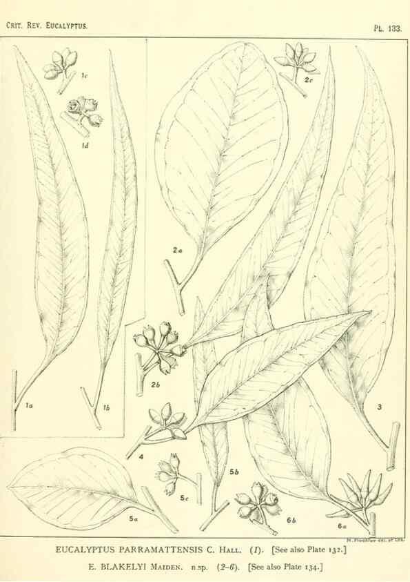 Reproducción/Reproduction 46148554525: A critical revision of the genus Eucalyptus,. Sydney,Gullick,1903-33.. 