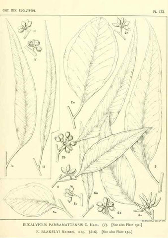 Reproducción/Reproduction 46148554525: A critical revision of the genus Eucalyptus,. Sydney,Gullick,1903-33.. 