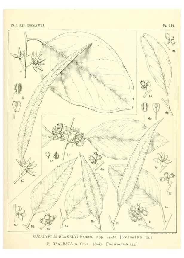 Reproducción/Reproduction 46338356064: A critical revision of the genus Eucalyptus,. Sydney,Gullick,1903-33.. 