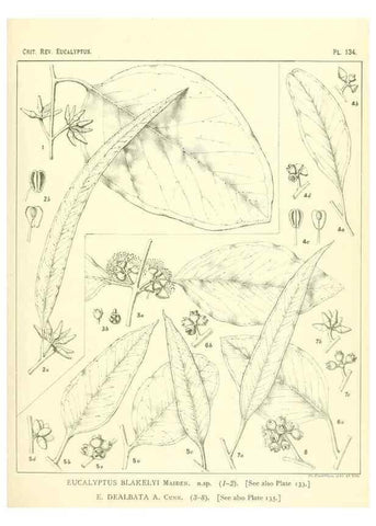 Reproducción/Reproduction 46338356064: A critical revision of the genus Eucalyptus,. Sydney,Gullick,1903-33.. 