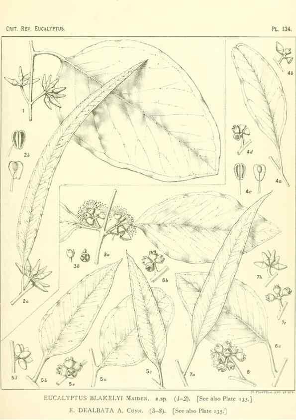 Reproducción/Reproduction 46338356064: A critical revision of the genus Eucalyptus,. Sydney,Gullick,1903-33.. 