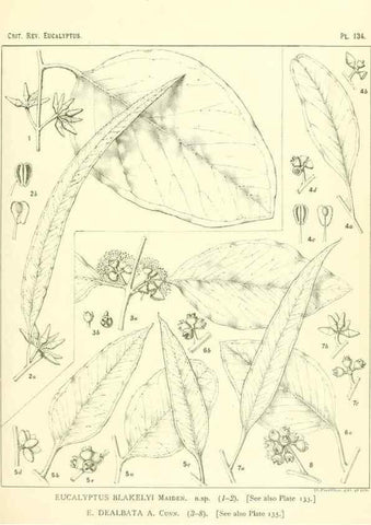 Reproducción/Reproduction 46338356064: A critical revision of the genus Eucalyptus,. Sydney,Gullick,1903-33.. 