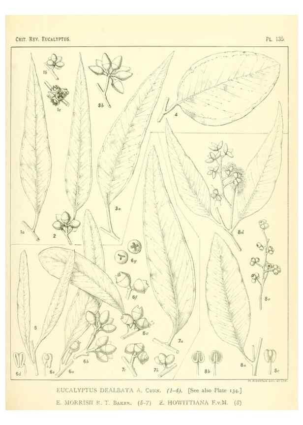 Reproducción/Reproduction 32120500507: A critical revision of the genus Eucalyptus,. Sydney,Gullick,1903-33.. 