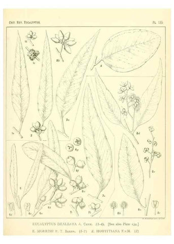 Reproducción/Reproduction 32120500507: A critical revision of the genus Eucalyptus,. Sydney,Gullick,1903-33.. 