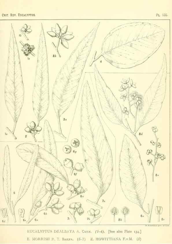 Reproducción/Reproduction 32120500507: A critical revision of the genus Eucalyptus,. Sydney,Gullick,1903-33.. 