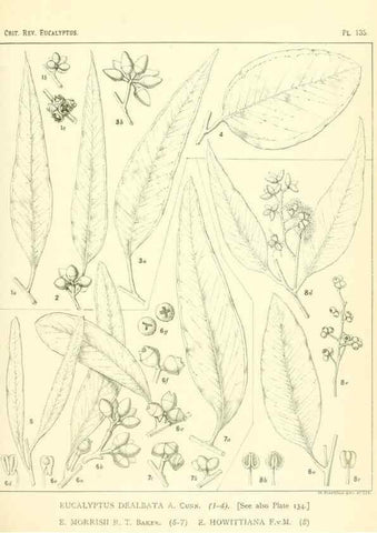 Reproducción/Reproduction 32120500507: A critical revision of the genus Eucalyptus,. Sydney,Gullick,1903-33.. 
