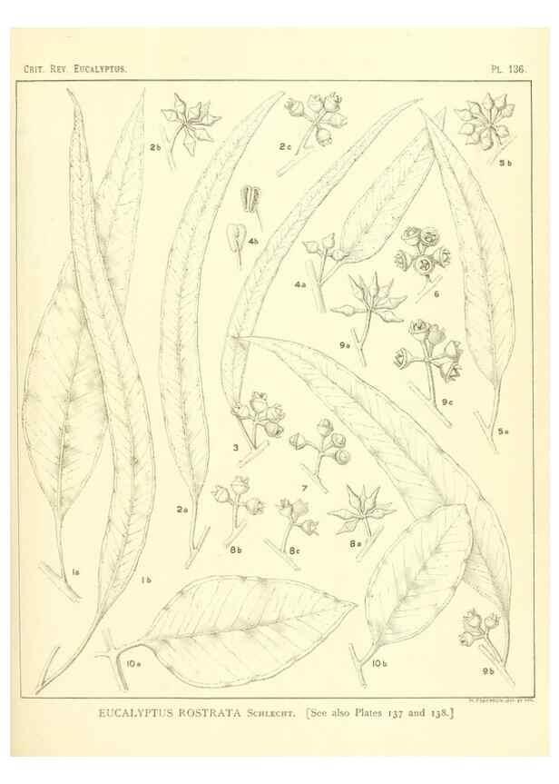 Reproducción/Reproduction 47062291121: A critical revision of the genus Eucalyptus,. Sydney,Gullick,1903-33.. 