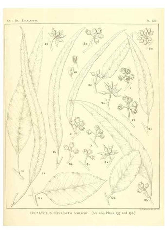 Reproducción/Reproduction 47062291121: A critical revision of the genus Eucalyptus,. Sydney,Gullick,1903-33.. 