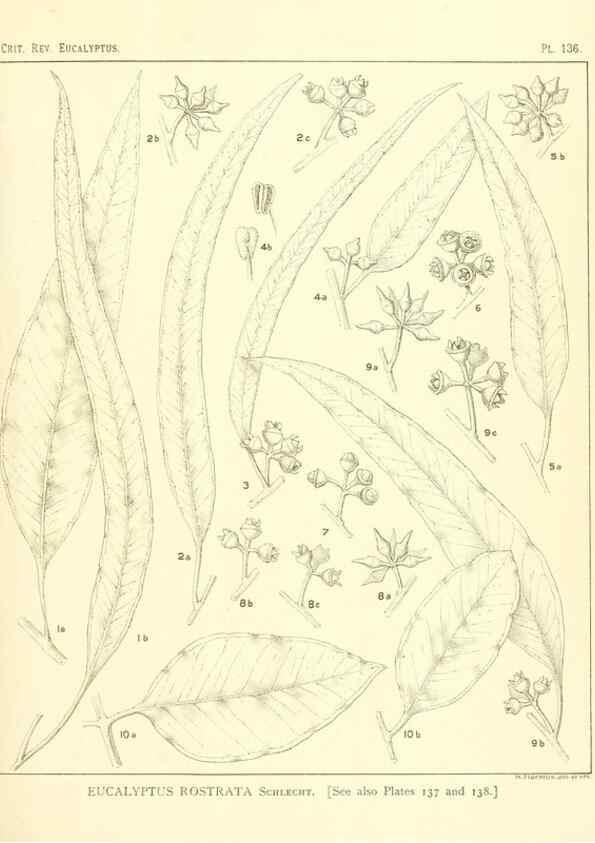 Reproducción/Reproduction 47062291121: A critical revision of the genus Eucalyptus,. Sydney,Gullick,1903-33.. 