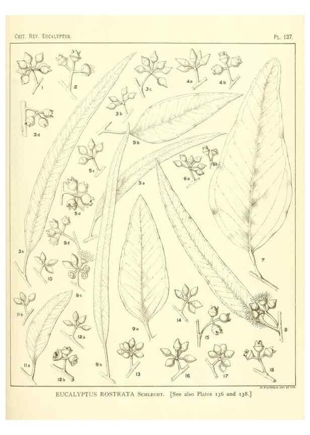 Reproducción/Reproduction 47010011892: A critical revision of the genus Eucalyptus,. Sydney,Gullick,1903-33.. 