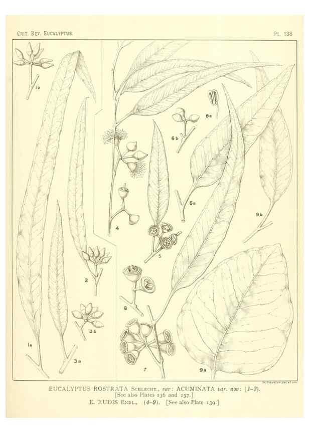 Reproducción/Reproduction 47010012572: A critical revision of the genus Eucalyptus,. Sydney,Gullick,1903-33.. 