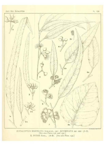 Reproducción/Reproduction 47010012572: A critical revision of the genus Eucalyptus,. Sydney,Gullick,1903-33.. 