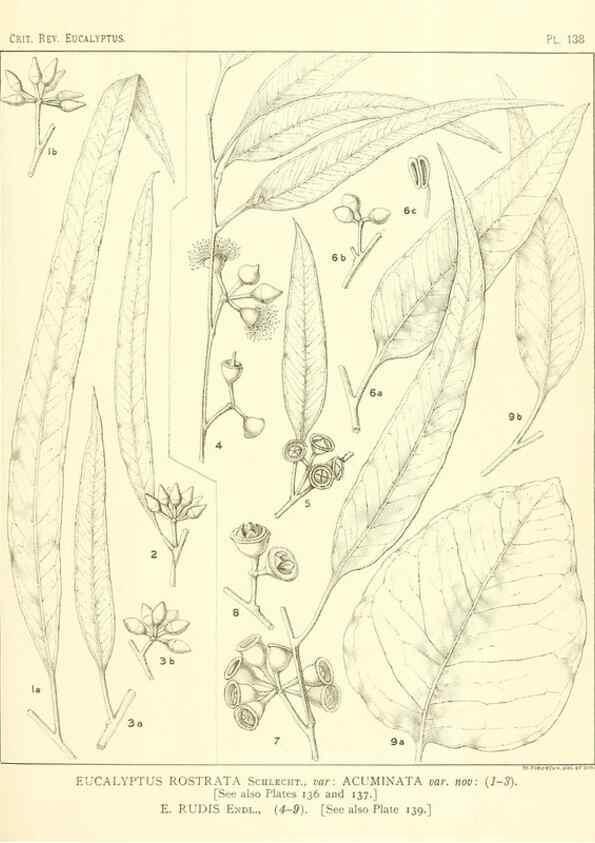 Reproducción/Reproduction 47010012572: A critical revision of the genus Eucalyptus,. Sydney,Gullick,1903-33.. 