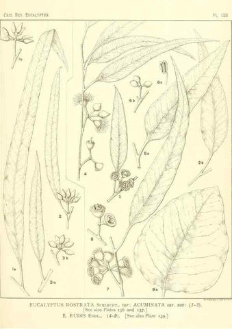Reproducción/Reproduction 47010012572: A critical revision of the genus Eucalyptus,. Sydney,Gullick,1903-33.. 