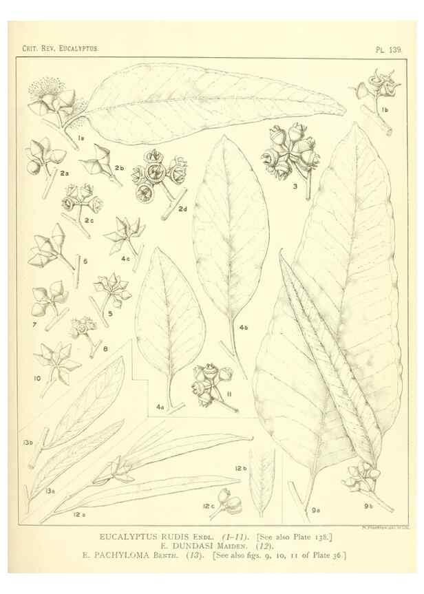 Reproducción/Reproduction 47010013142: A critical revision of the genus Eucalyptus,. Sydney,Gullick,1903-33.. 