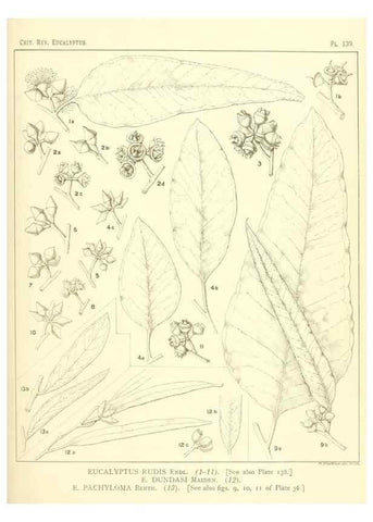 Reproducción/Reproduction 47010013142: A critical revision of the genus Eucalyptus,. Sydney,Gullick,1903-33.. 