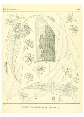 Reproducción/Reproduction 40064981683: A critical revision of the genus Eucalyptus,. Sydney,Gullick,1903-33.. 