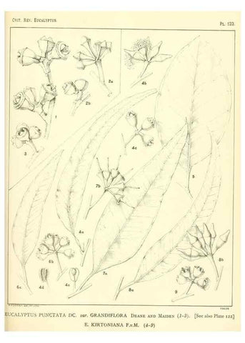 Reproducción/Reproduction 40064980843: A critical revision of the genus Eucalyptus,. Sydney,Gullick,1903-33.. 
