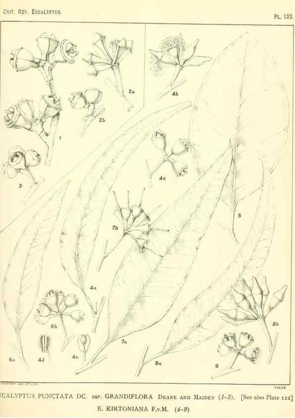 Reproducción/Reproduction 40064980843: A critical revision of the genus Eucalyptus,. Sydney,Gullick,1903-33.. 