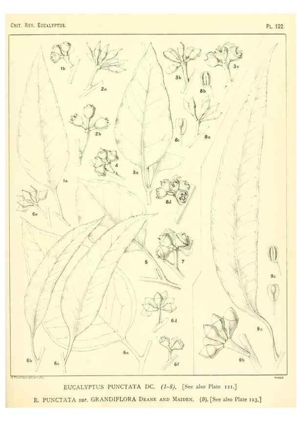 Reproducción/Reproduction 46116126105: A critical revision of the genus Eucalyptus,. Sydney,Gullick,1903-33.. 