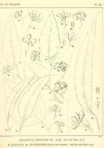 Reproducción/Reproduction 46116126105: A critical revision of the genus Eucalyptus,. Sydney,Gullick,1903-33.. 
