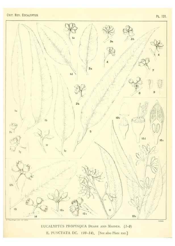 Reproducción/Reproduction 46977744872: A critical revision of the genus Eucalyptus,. Sydney,Gullick,1903-33.. 