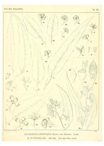 Reproducción/Reproduction 46977744872: A critical revision of the genus Eucalyptus,. Sydney,Gullick,1903-33.. 